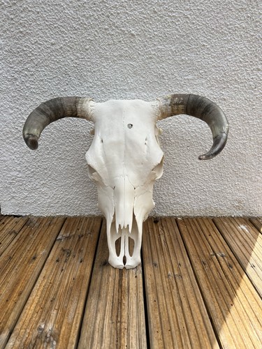 Hereford bull cow - bull, with