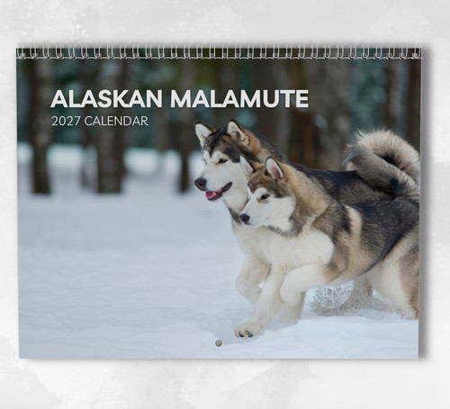 Alaskan malamute calendar - alaskan,