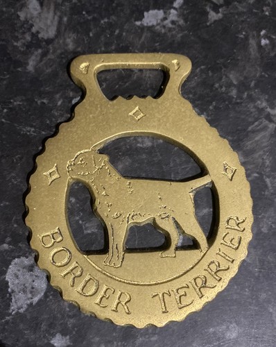 Border terrier horse - border,