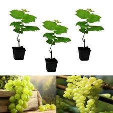 3 x White Grape Vine Plants