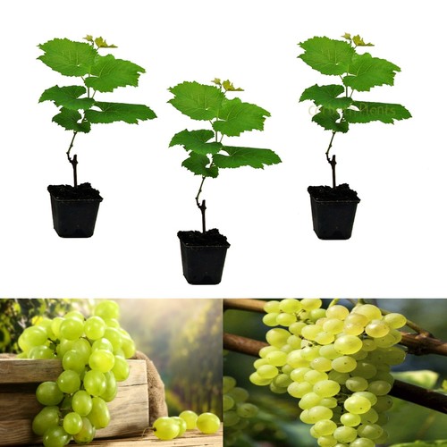 White grape vine - x,
