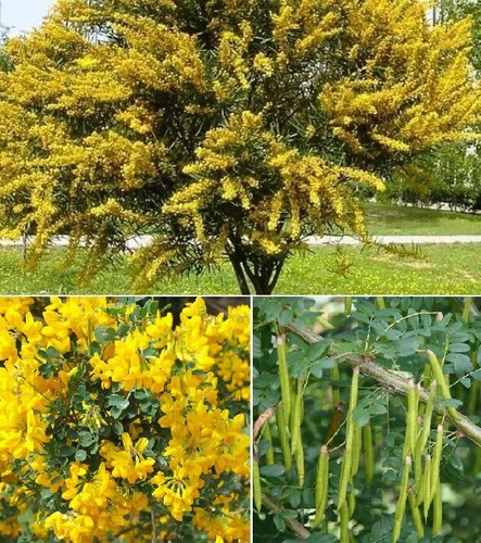 Siberian pea tree - siberian, peashrub