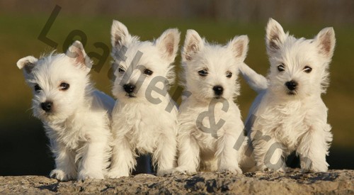 West highland terrier puppies - highland,