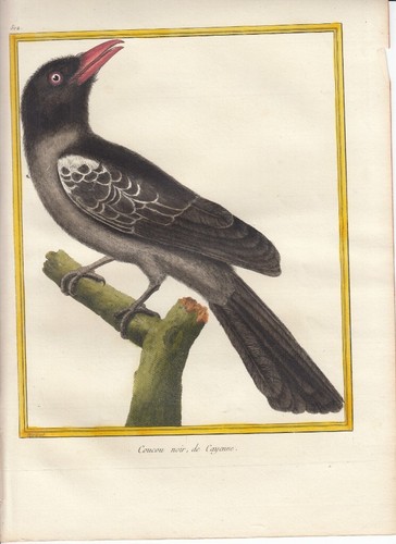 Hand colored martinet histoire - hand,