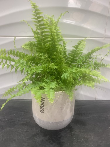 Potted nephrolepis boston fern - potted,