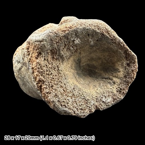 Plesiosaur vertebra fossil - plesiosaur,