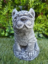 Adorable French Bulldog