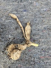 Cream Moonlight Exhibition Med SC Dahlia Tuber