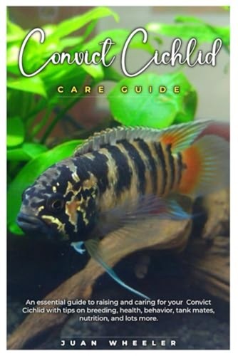 Convict cichlid care guide - care,
