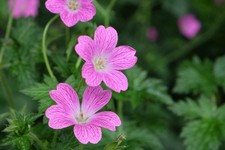 Geranium Wargrave Pink 2L