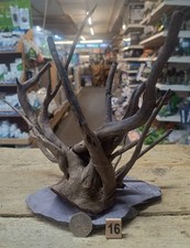 Small Dark Moor Wood Root on