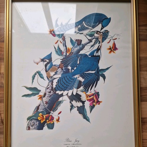 Vintage john audubon - john, framed