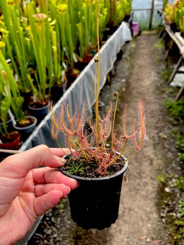 Drosera binata - binata, (sundew)