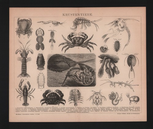 Lithograph 1885 crustaceans - 1885,,