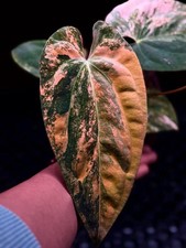 Clone / Cutting Variegated Anthurium Papilillaminum X Gunayala