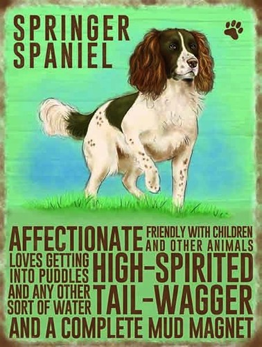 Springer spaniel - springer,