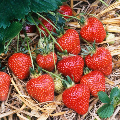 Strawberry honeoye bare root - 'honeoye',