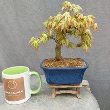 Beautiful Shohin Japanese