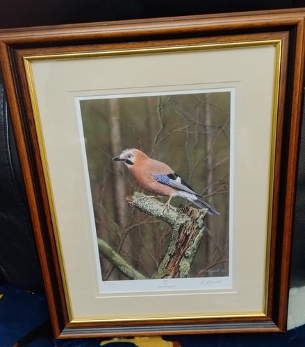 Birds jay fine art print - birds,