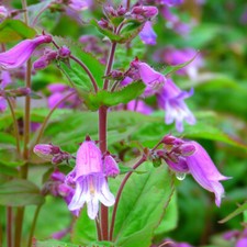 T&M Small's Penstemon Smallii
