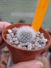 UK grown. Rebutia Orange Ice