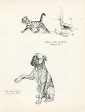 BOXER DOG AND NAUGHY KITTEN