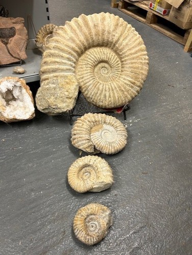 Natural ammonite fossil - natural,
