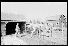 Leading horses to the