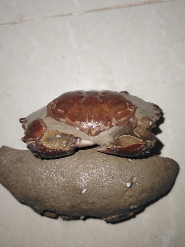 Natural crab fossils - , from