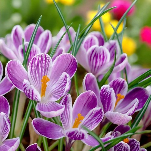 Crocus king the striped - crocus, of