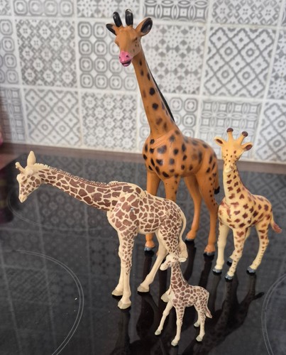 Giraffes large small - giraffes,