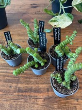Crassula Hottentot Succulent Baby House Plant 6cm.