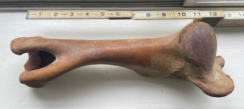 Ice age pleistocene - ice,