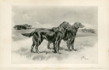 FLAT COATED RETRIEVER 1897 RARE ANTIQUE DOG PRINT by Artist ARTHUR WARDLE