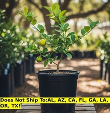Key Lime Tree 1-2ft Indoor
