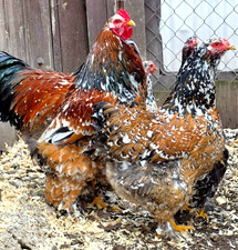 6 NPIP AI CLEAN PORCELAIN