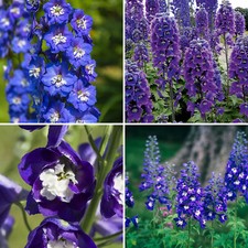 Delphinium Plant Magic