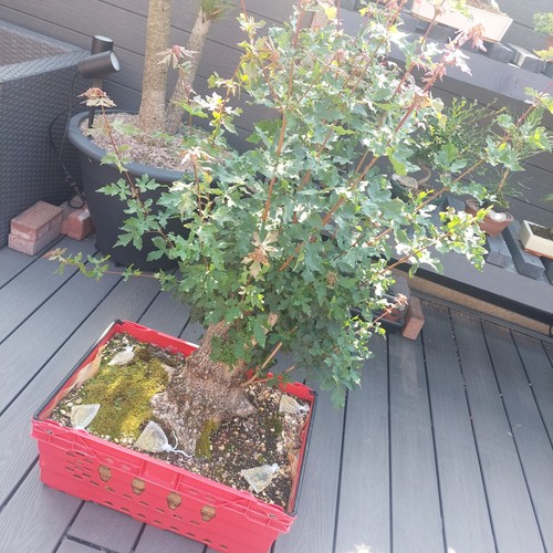 Field maple yamadori bonsai - field,
