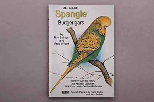 Spangle budgerigars all about - spangle,
