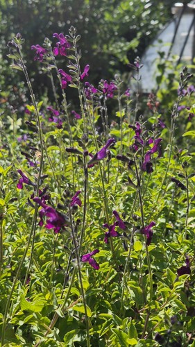 Salvia golden roseine bogof - salvia,