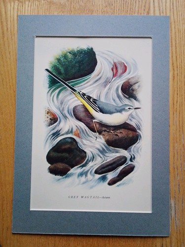 Charles tunnicliffe artist - charles, tunnicliffe,