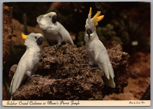 Miami florida parrot jungle - parrot,