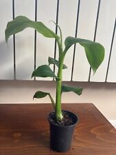 MUSA BASJOO HARDIEST BANANA