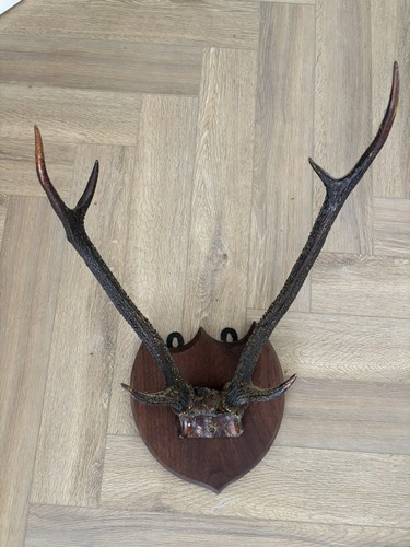 Vintage set mounted - vintage,