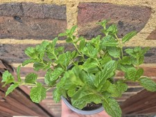 Moroccan Mint Plant UK Hardy