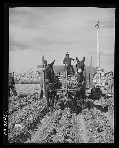 Yuma county arizona - 1942, wagon