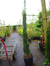 Italian Cypress - Cupressus