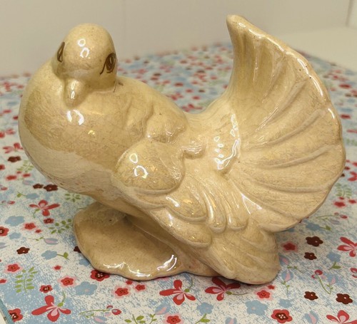 Vintage fantail dove - dove, pigeon