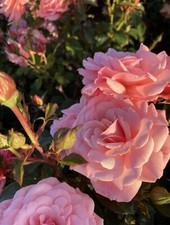 Two pink floribunda rose - two,