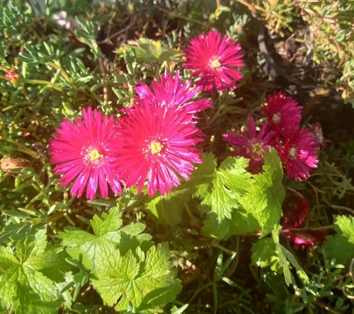 Lampranthus - (ice, plant)